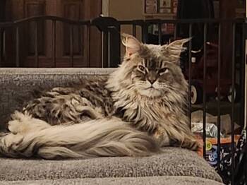 Rescue Maine Coon Cats for Adoption in New Braunfels, Texas - Zoe | PetCurious