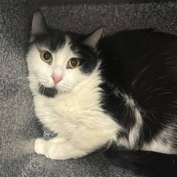 Domestic Short Hair Cats Available for Adoption in Salt Lake City, Utah - Panda | PetCurious