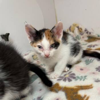 Merry 53970 -  Domestic Short Hair Cat for Adoption in Las Vegas, Nevada - Merry 53970 | PetCurious