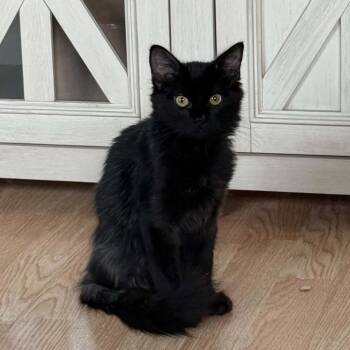Dusk -  Domestic Medium Hair Cat for Adoption in Alma, Wisconsin - Dusk | PetCurious