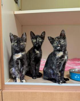 DAISY -  Domestic Short Hair Cat for Adoption in Dedham, Massachusetts - DAISY | PetCurious