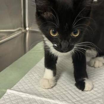 Bianca -  Domestic Medium Hair Cat for Adoption in Greensboro, North Carolina - Bianca | PetCurious