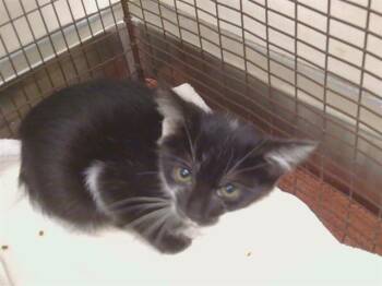 NESSIE -  Domestic Medium Hair Cat for Adoption in Sacramento, California - NESSIE | PetCurious