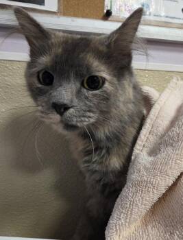 Anastasia -  Domestic Medium Hair Cat for Adoption in Vancouver, Washington - Anastasia | PetCurious