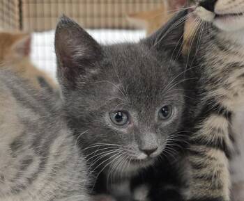 Domestic Short Hair Cats Available for Adoption in Fort Lauderdale, Florida - MURPHY | PetCurious