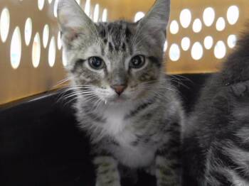 TOBIAS -  Domestic Short Hair Cat for Adoption in Omaha, Nebraska - TOBIAS | PetCurious