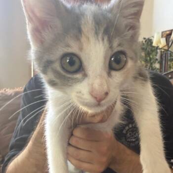 Cinnamon -  Domestic Short Hair Cat for Adoption in Escondido, California - Cinnamon | PetCurious