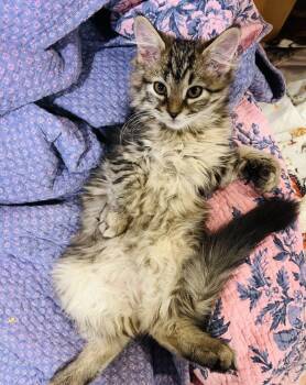 Domestic Medium Hair Cats Available for Adoption - This Old House | PetCurious