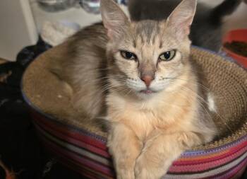 Vesper -  Domestic Medium Hair and Manx Cat for Adoption in Liverpool, Texas - Vesper | PetCurious