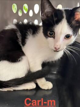 Carl 26 -  Tuxedo and Domestic Short Hair Cat for Adoption in Brookhaven, Mississippi - Carl 26 | PetCurious