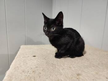 Oscar IIII -  Domestic Short Hair Cat for Adoption in Wheaton, Illinois - Oscar IIII | PetCurious