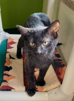 Snap -  Domestic Short Hair Cat for Adoption in Fargo, North Dakota - Snap | PetCurious