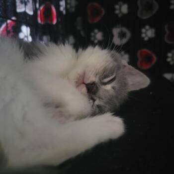 Sprite in Taneytown, MD -  Domestic Short Hair Cat for Adoption - Sprite In Taneytown, MD | PetCurious