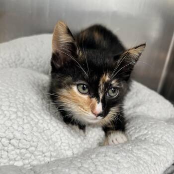 Domestic Short Hair Cats Available for Adoption in Hawthorne, California - Esme | PetCurious