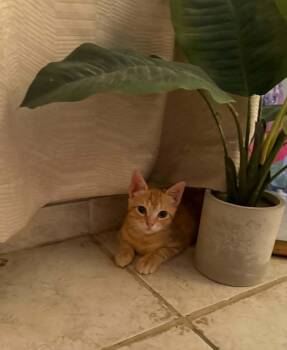 Twinkie -  Domestic Short Hair Cat for Adoption in Mansfield, Texas - Twinkie | PetCurious