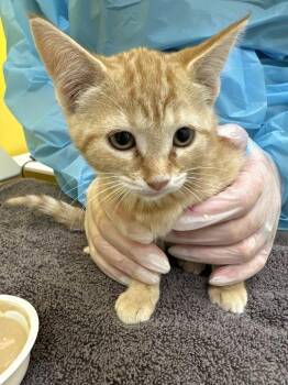Hallie -  Domestic Short Hair Cat for Adoption in Raleigh, North Carolina - Hallie | PetCurious
