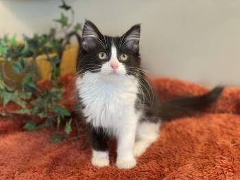 Poppy -  Tuxedo and Domestic Long Hair Cat for Adoption in Taylor, Michigan - Poppy | PetCurious