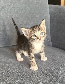 Mike -  Domestic Short Hair Cat for Adoption in Fruit Heights, Utah - Mike | PetCurious