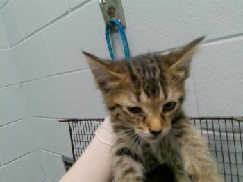 JUSTICE -  Domestic Short Hair Cat for Adoption in Kalamazoo, Michigan - JUSTICE | PetCurious