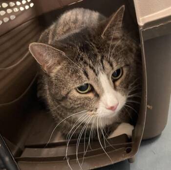 Choco -  Domestic Short Hair Cat for Adoption - Choco | PetCurious