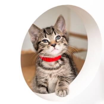 Whirlwind -  Domestic Short Hair Cat for Adoption in New York, New York - Whirlwind | PetCurious