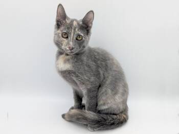 Marie -  Dilute Tortoiseshell Cat for Adoption in Powell, Ohio - Marie | PetCurious