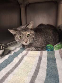 Nahual -  Domestic Short Hair Cat for Adoption in Bowling Green, Ohio - Nahual | PetCurious