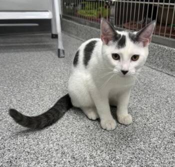 Desi -  Domestic Short Hair Cat for Adoption in Orland Hills, Illinois - Desi | PetCurious