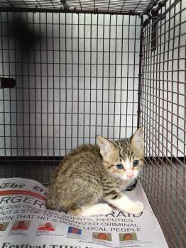 Domestic Short Hair Cats Available for Adoption in San Antonio, Texas - ZAZZY | PetCurious