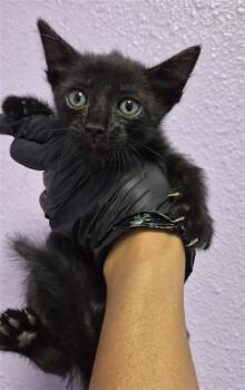 61487550 -  Domestic Short Hair Cat for Adoption in El Paso, Texas - 61487550 | PetCurious