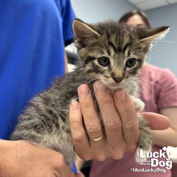 Domestic Medium Hair Cats Available for Adoption in Washington, District Of Columbia - Zeppelin | PetCurious