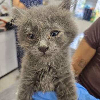 Bacon -  Domestic Short Hair Cat Available for Adoption in Newark, New Jersey - Bacon | PetCurious
