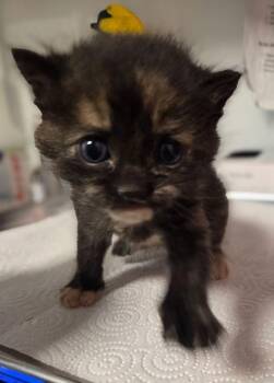 Gin -  Domestic Short Hair Cat for Adoption in Fresno, California - Gin | PetCurious