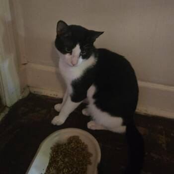 Domestic Short Hair Cats Available for Adoption in Winston-salem, North Carolina - Panda | PetCurious