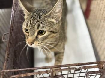 Domestic Short Hair Cats Available for Adoption in Doral, Florida - HONEY | PetCurious