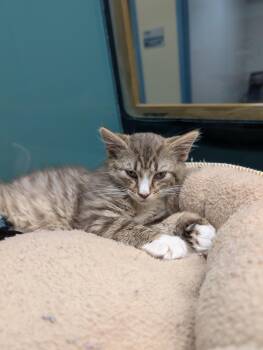 Calipso -  Domestic Medium Hair Cat Available for Adoption in Suffolk, Virginia - Calipso | PetCurious