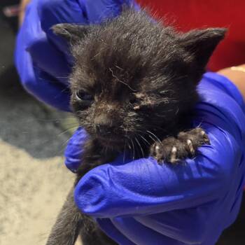 Jon Snow -  Domestic Short Hair Cat for Adoption in Newark, New Jersey - Jon Snow | PetCurious