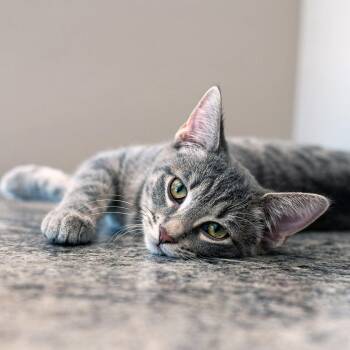 Grayson -  Tabby Cat for Adoption in Chicago, Illinois - Grayson | PetCurious
