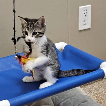 Domestic Short Hair Cats Available for Adoption in Sonoma, California - Lilly | PetCurious