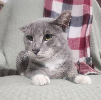 Domestic Short Hair Cats Available for Adoption in Hopkinton, Massachusetts - Cano | PetCurious