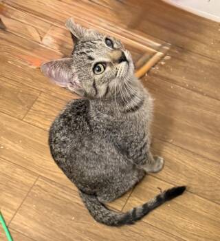 Rescue Domestic Short Hair Cats for Adoption in Gun Barrel City, Texas - Katara | PetCurious