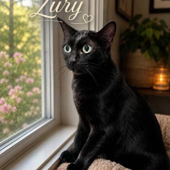 Zury -  Domestic Short Hair Cat for Adoption in Boston, Massachusetts - Zury | PetCurious
