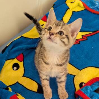 Rescue Tabby Cats for Adoption in Wyandotte, Michigan - Cloud | PetCurious