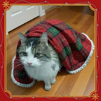 Domestic Long Hair Cats Available for Adoption - Fluffy | PetCurious