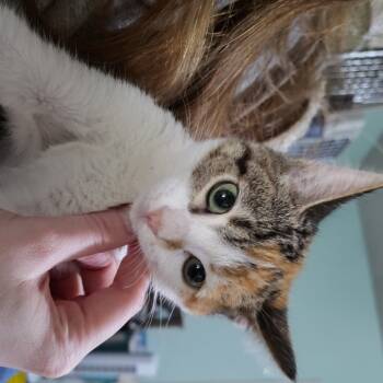 Rescue Domestic Short Hair Cats for Adoption in Hemet, California - Cinder | PetCurious