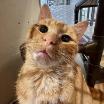 Domestic Short Hair Cats Available for Adoption in Dubuque, Iowa - Jerry | PetCurious