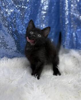 Apex -  Domestic Short Hair Cat for Adoption in Clarkesville, Georgia - Apex | PetCurious