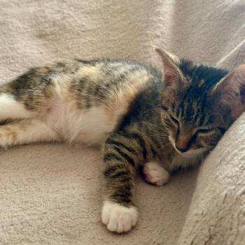 Ruby -  Domestic Short Hair Cat for Adoption in Jupiter, Florida - Ruby | PetCurious