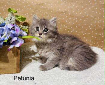 Domestic Long Hair Cats Available for Adoption in Groveland, Massachusetts - Petunia | PetCurious