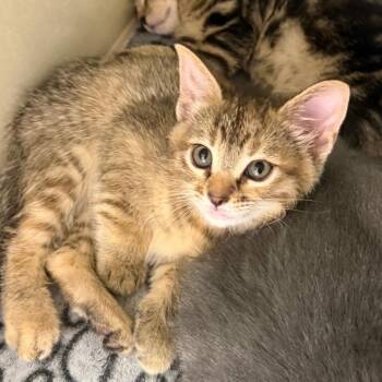 Domestic Short Hair Cats Available for Adoption in Sunnyvale, California - Berkeley | PetCurious